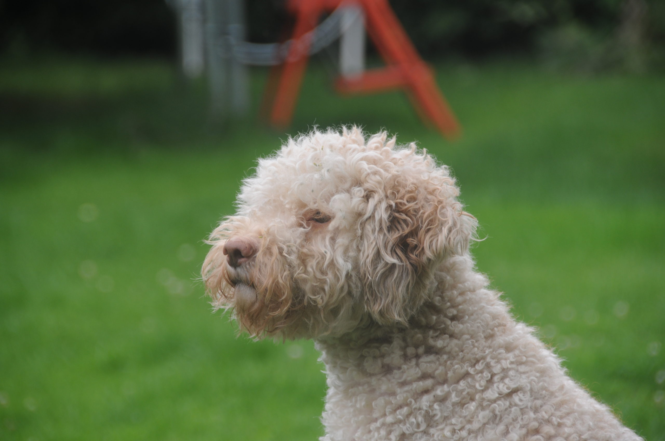 Lagotto Qualidogs
