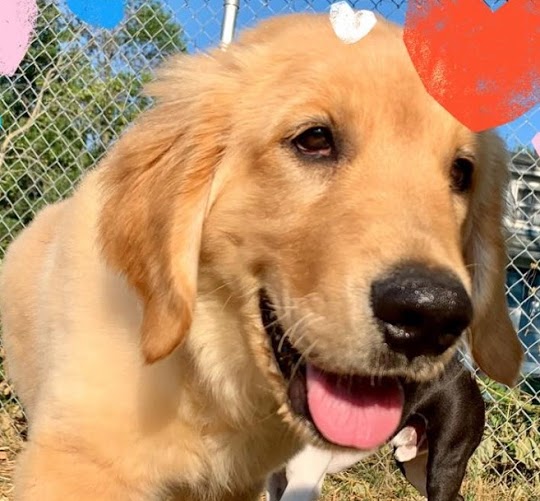 Puppy Mill Rescue New 2 U Rescue