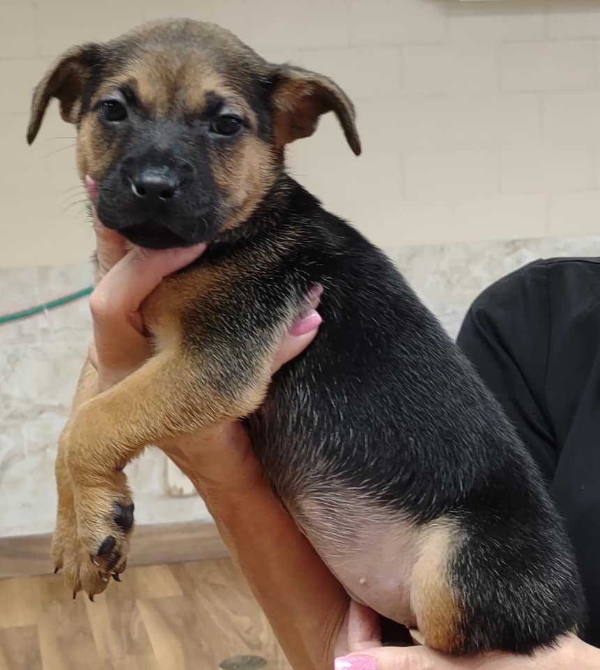 Ashley Furniture Event New 2 U Rescue