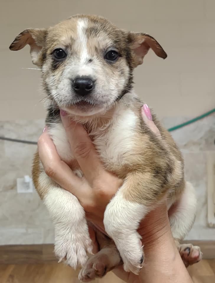 Ashley Furniture Event New 2 U Rescue