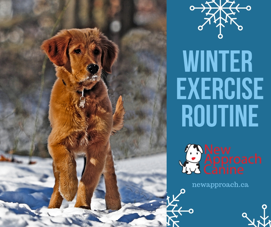 WINTERIZING YOUR DOG’S EXERCISE ROUTINE New Approach Canine Training
