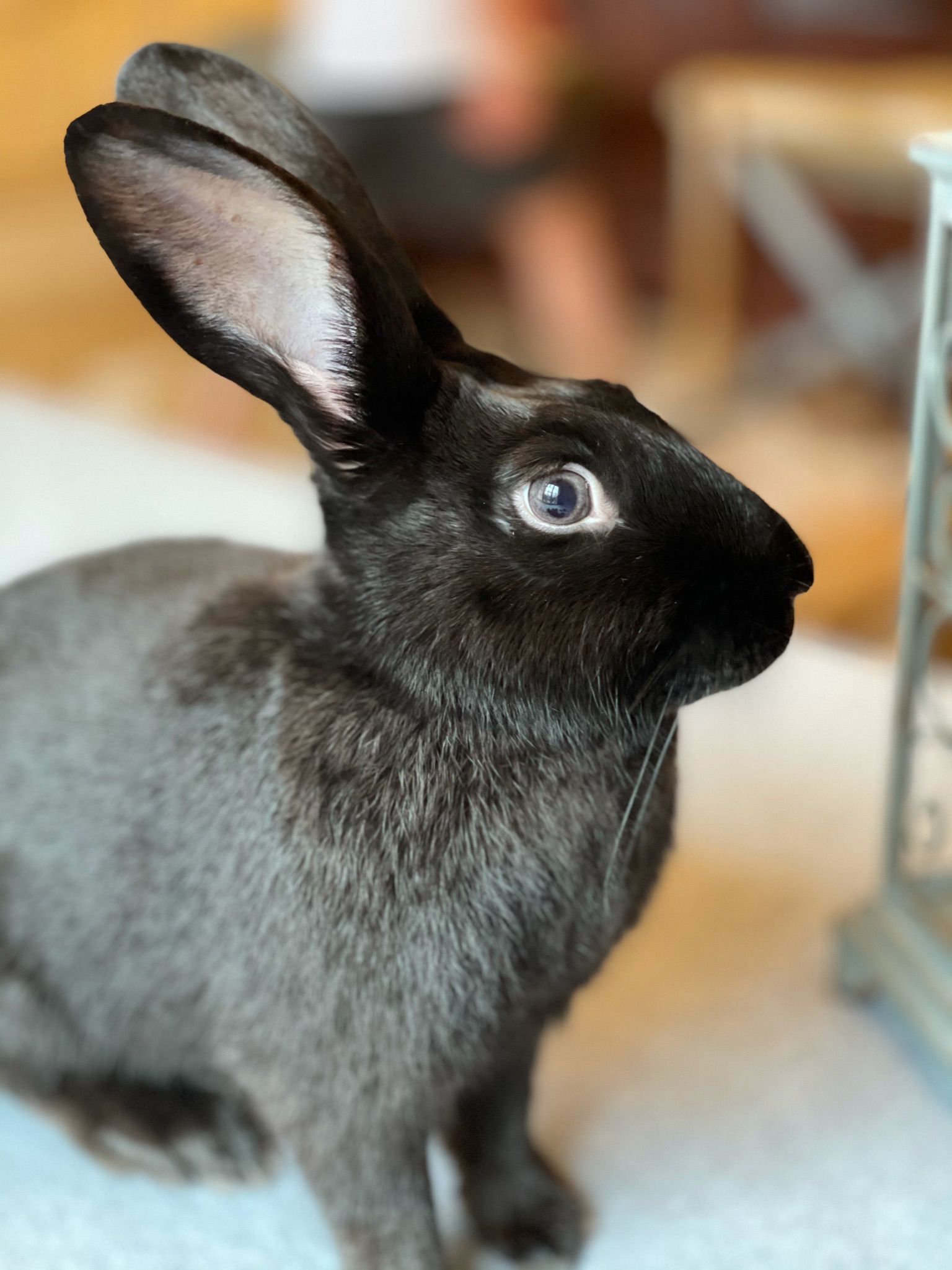 New Beginnings Animal Rescue for Rabbits Rabbit rescue serving Memphis and the MidSouth