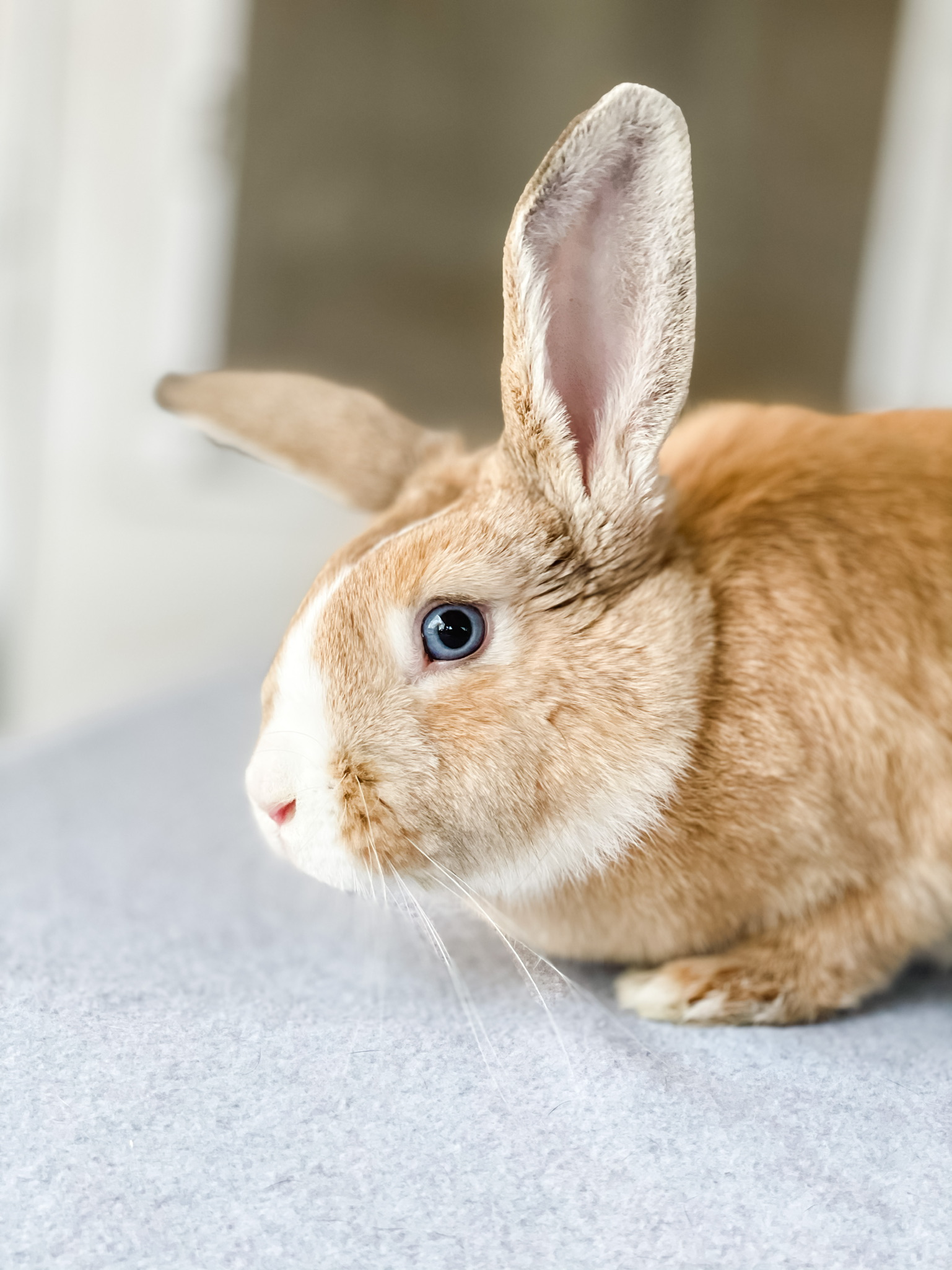 Before you adopt New Beginnings Animal Rescue for Rabbits