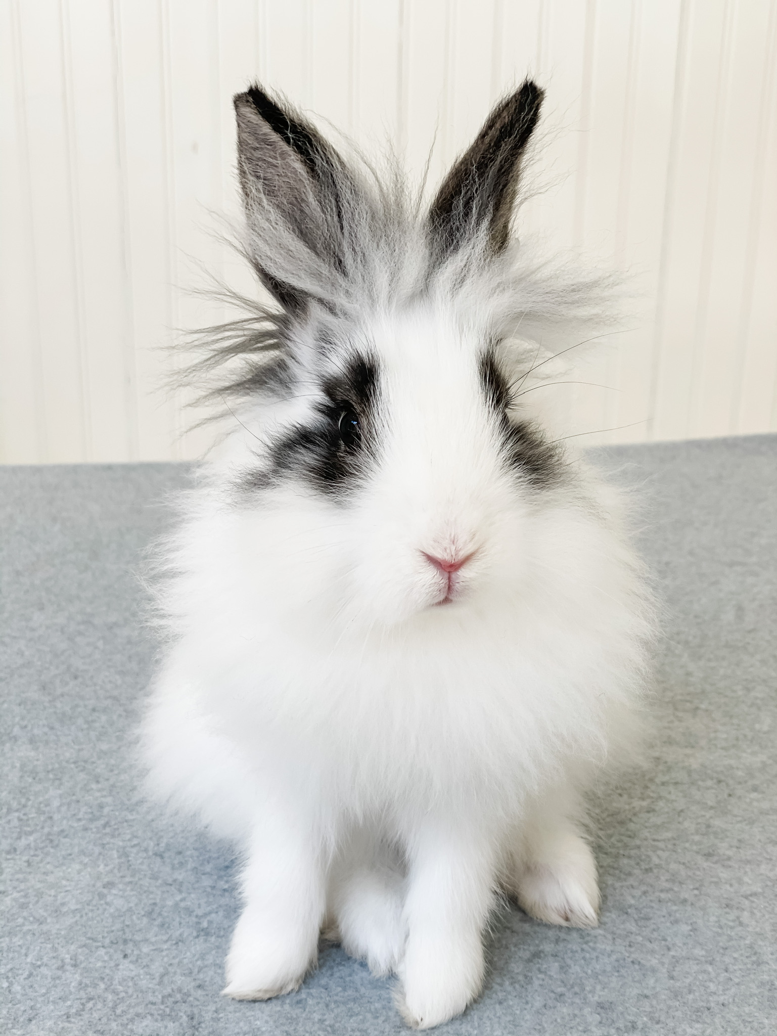 New Beginnings Animal Rescue for Rabbits Rabbit rescue serving Memphis and the MidSouth