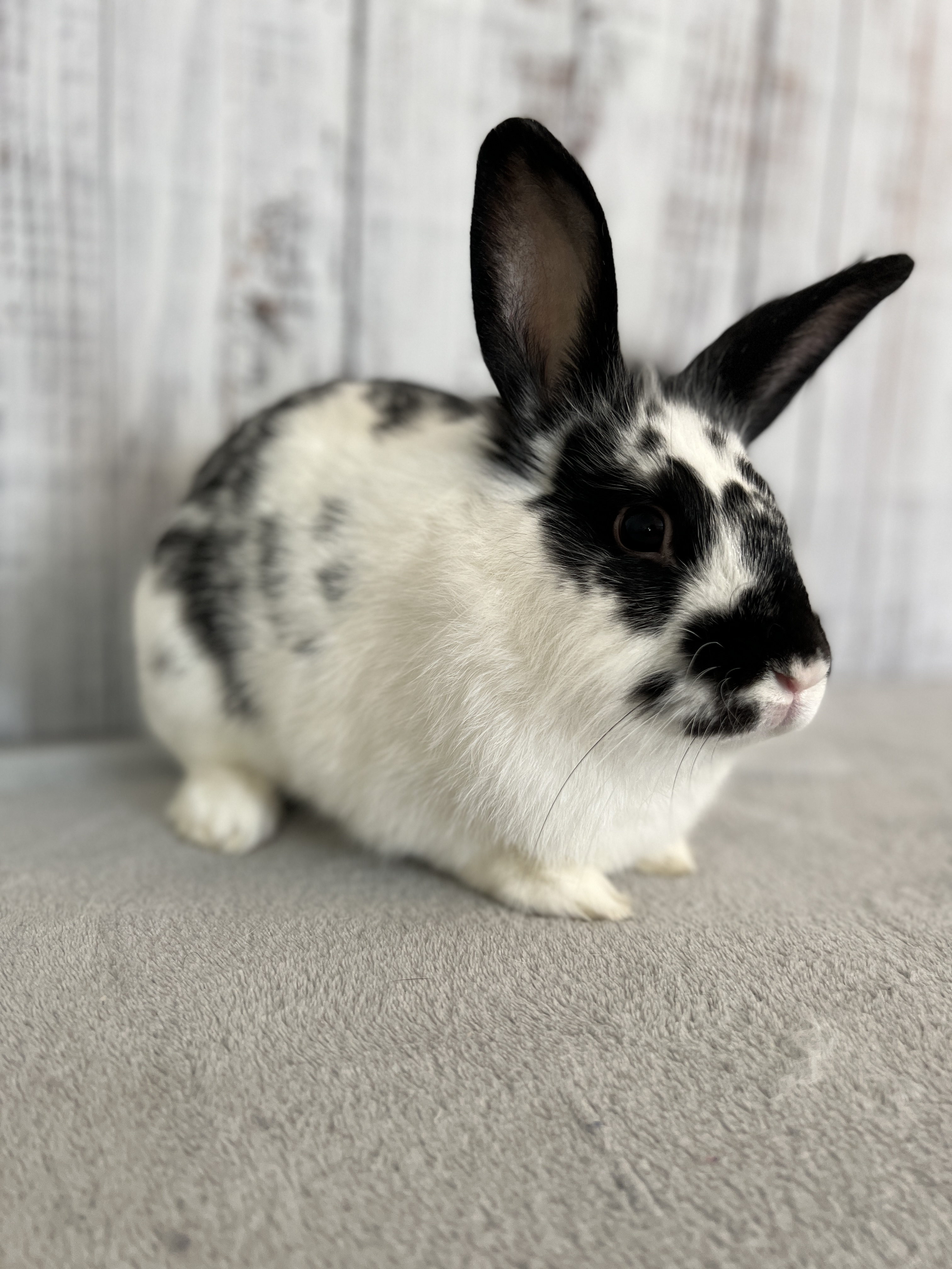 BINX New Beginnings Animal Rescue for Rabbits