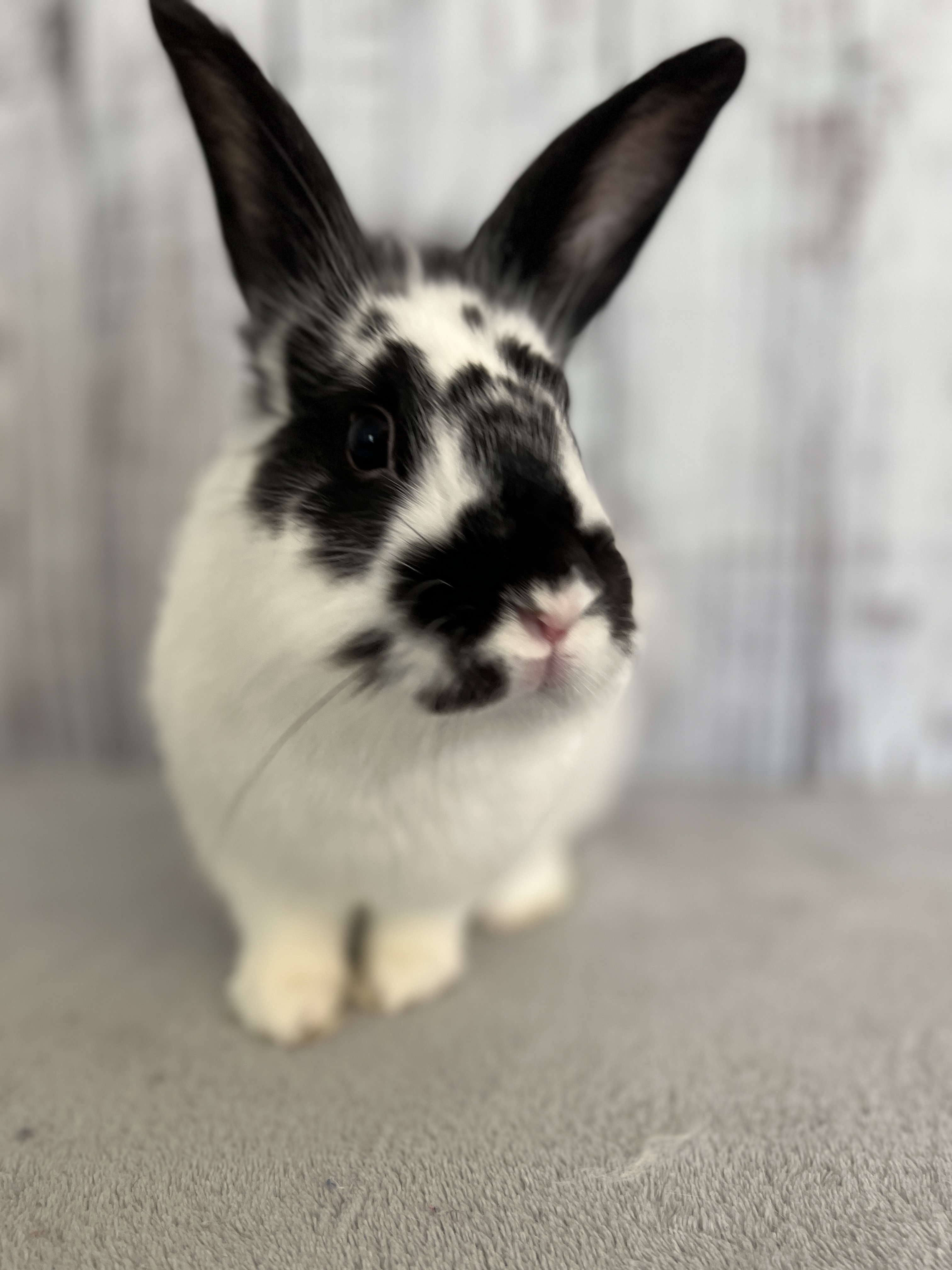 BINX New Beginnings Animal Rescue for Rabbits