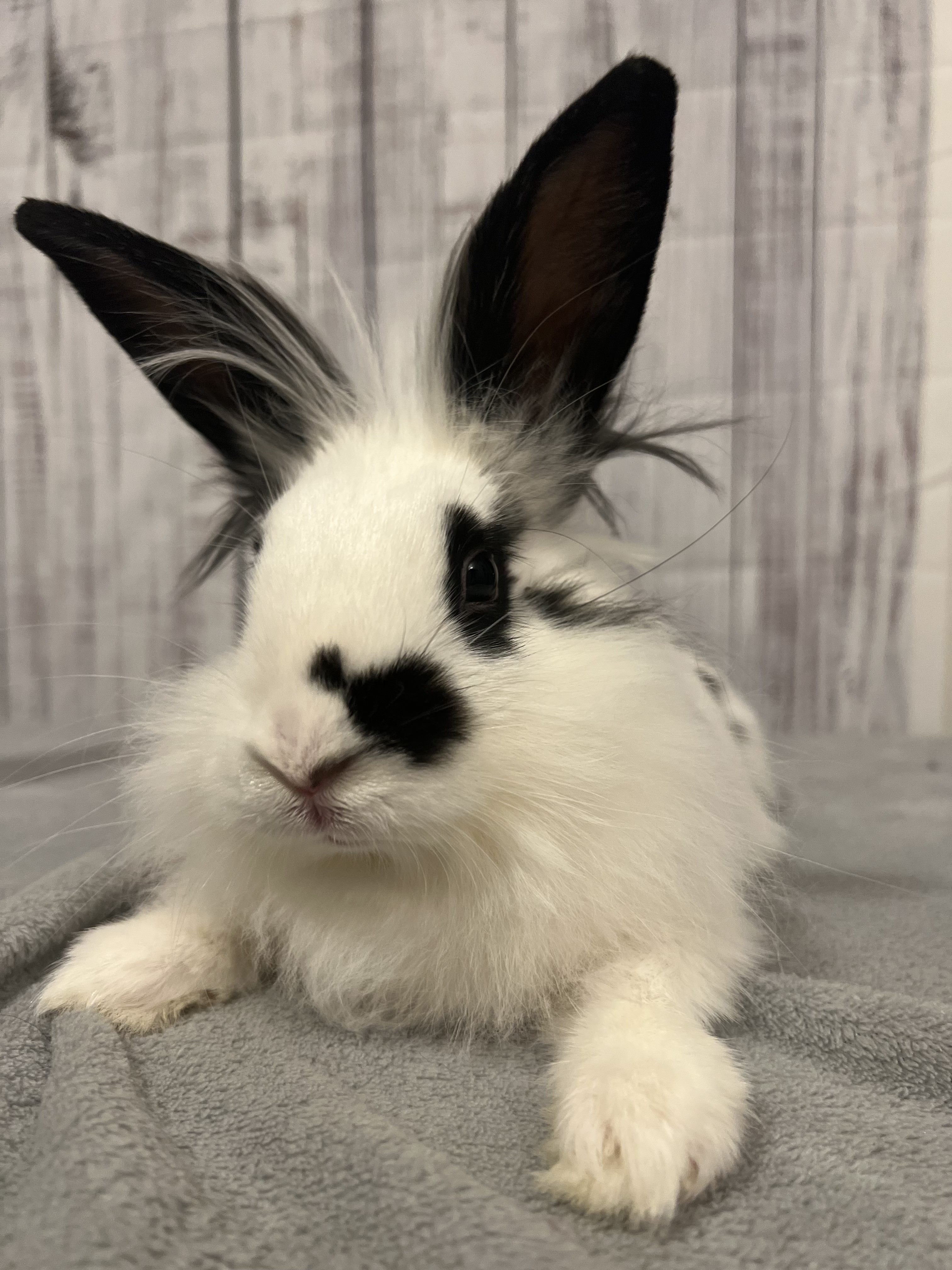 Happy New Beginning, CLEOPATRA! New Beginnings Animal Rescue for Rabbits