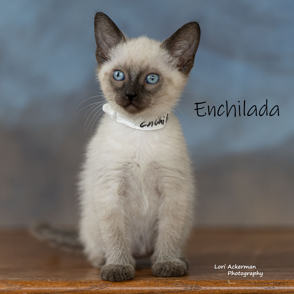 Enchilada Hillsboro Petsmart Newberg Animal Shelter