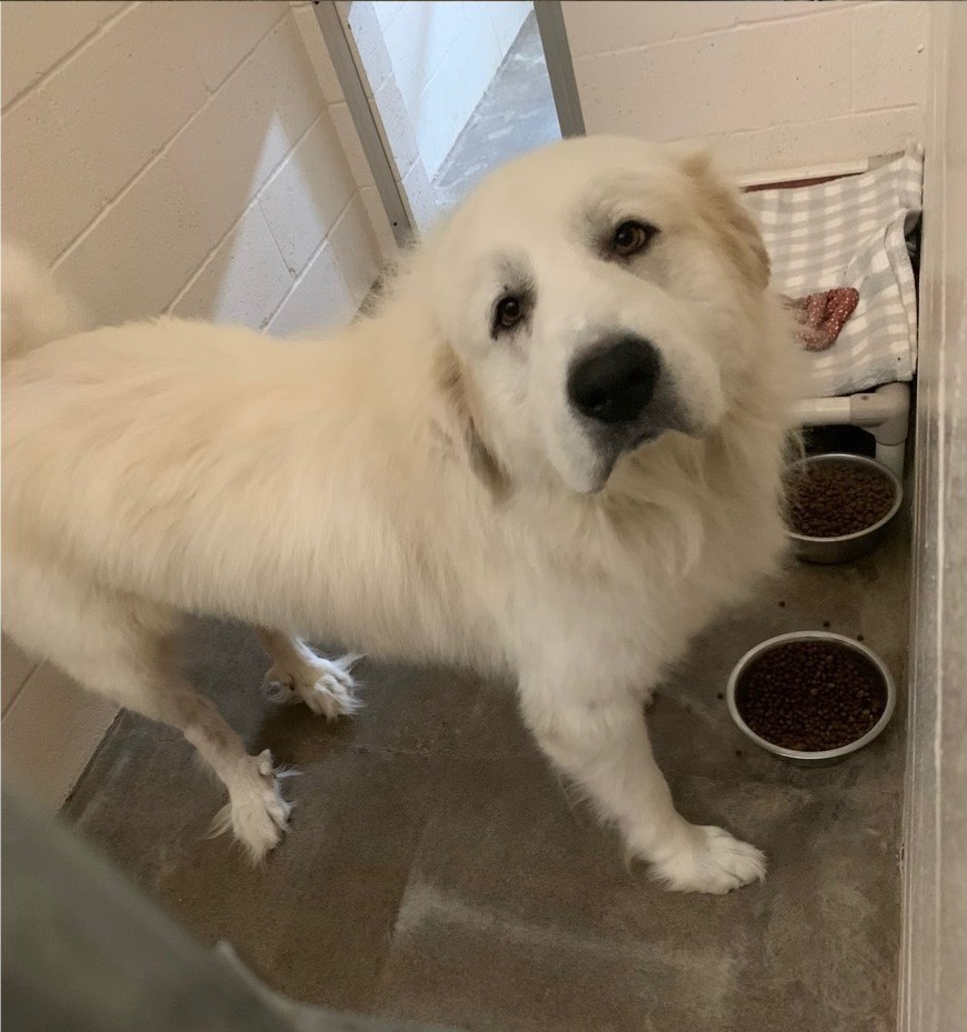 Corbin Newberg Animal Shelter