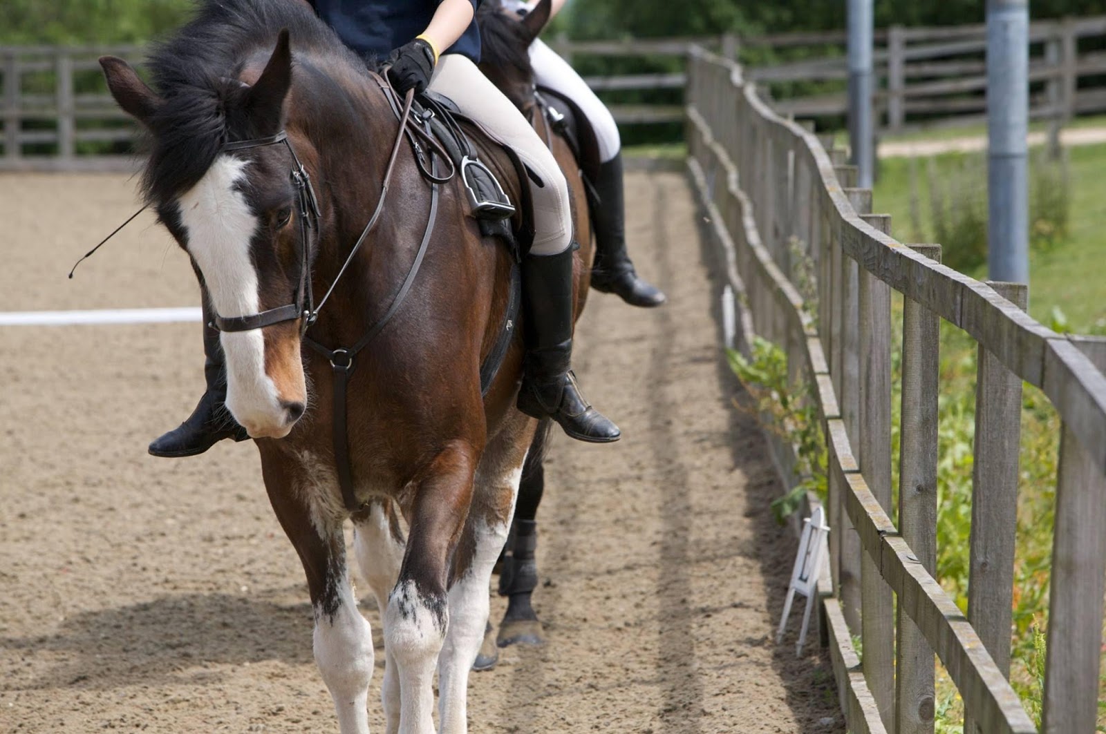 Equine Training National Equine Welfare Council