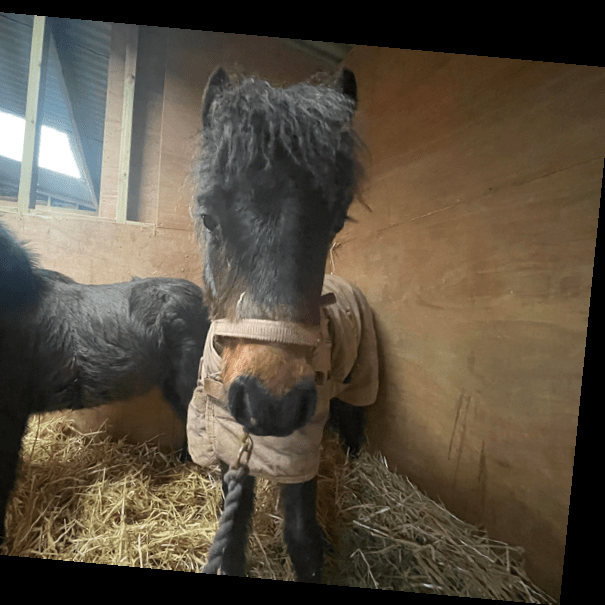 Help horses in need by joining Horses 4 Health National Equine