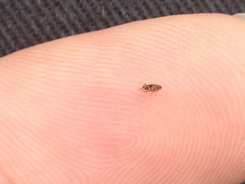 Flea Control Flea Treatment Effective Flea Solutions in Newcastle