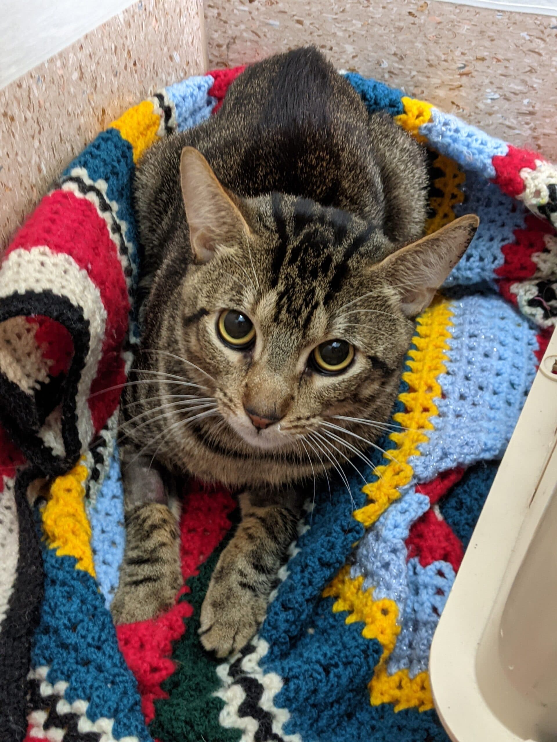 RSPCA is at Catpacity and needs more humans Newcastle Weekly