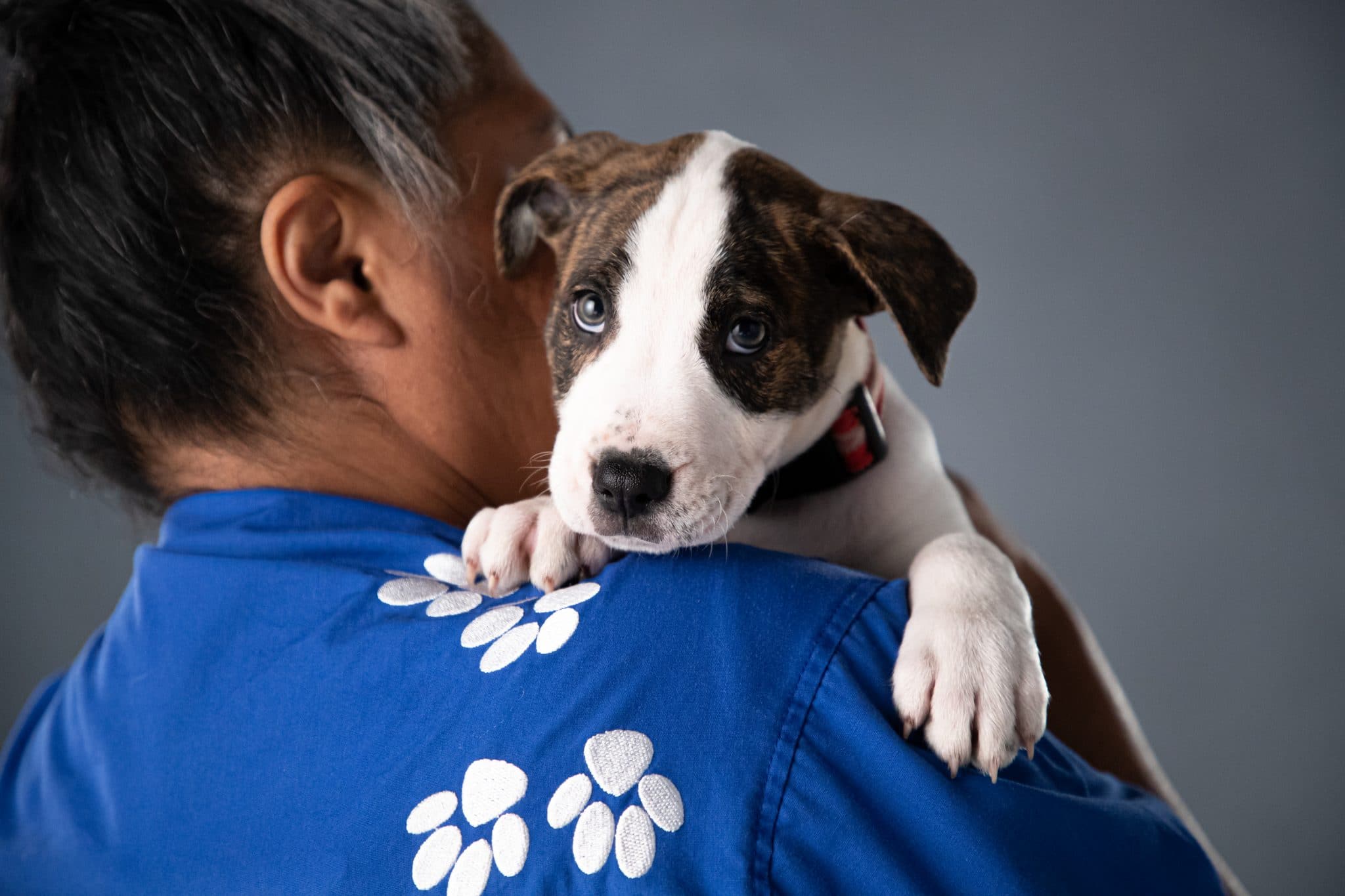 RSPCA has a job for you Newcastle Weekly