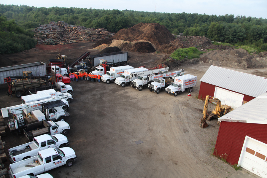 Pictures Tree Service