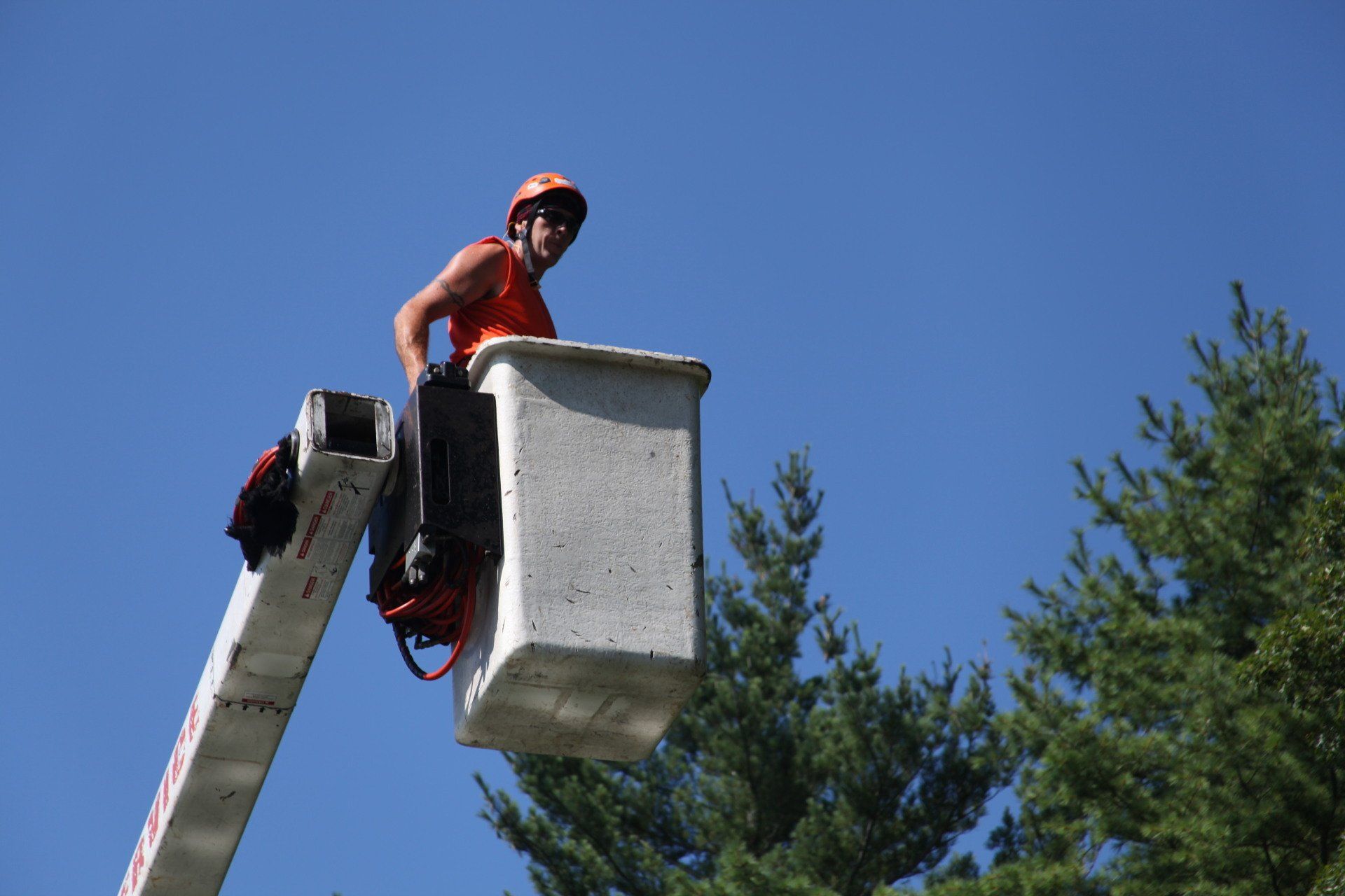 Tree Service Tree Service