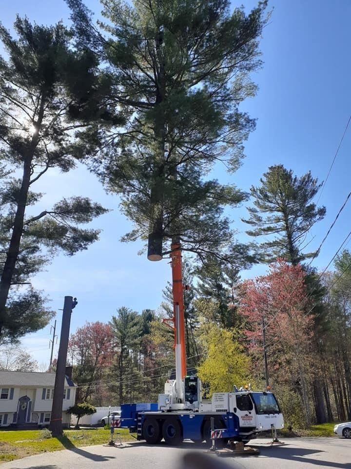Tree Service Tree Service