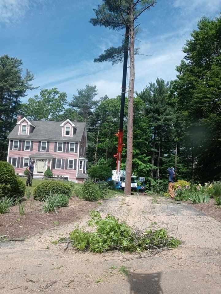Tree Service Tree Service