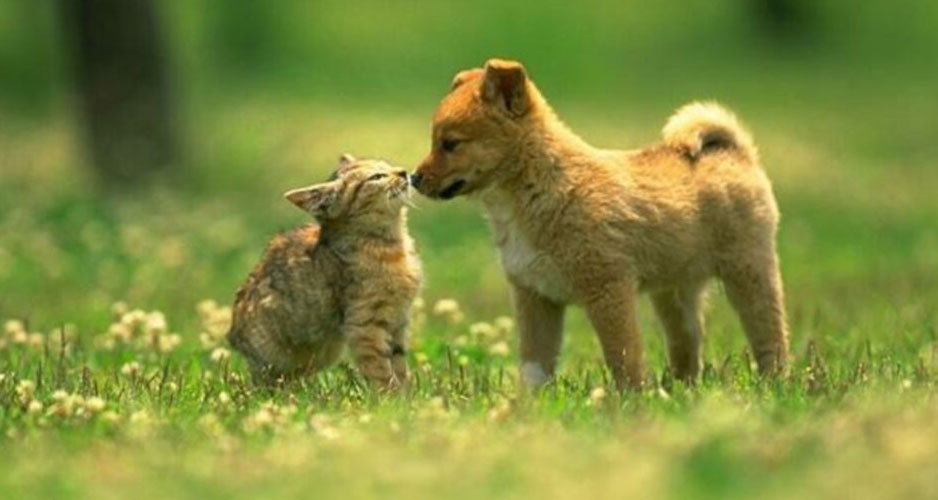 NewcoPet Pet Food Distributor CA AZ NV and HI