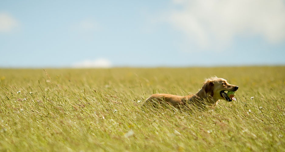 NewcoPet Pet Food Distributor CA AZ NV and HI