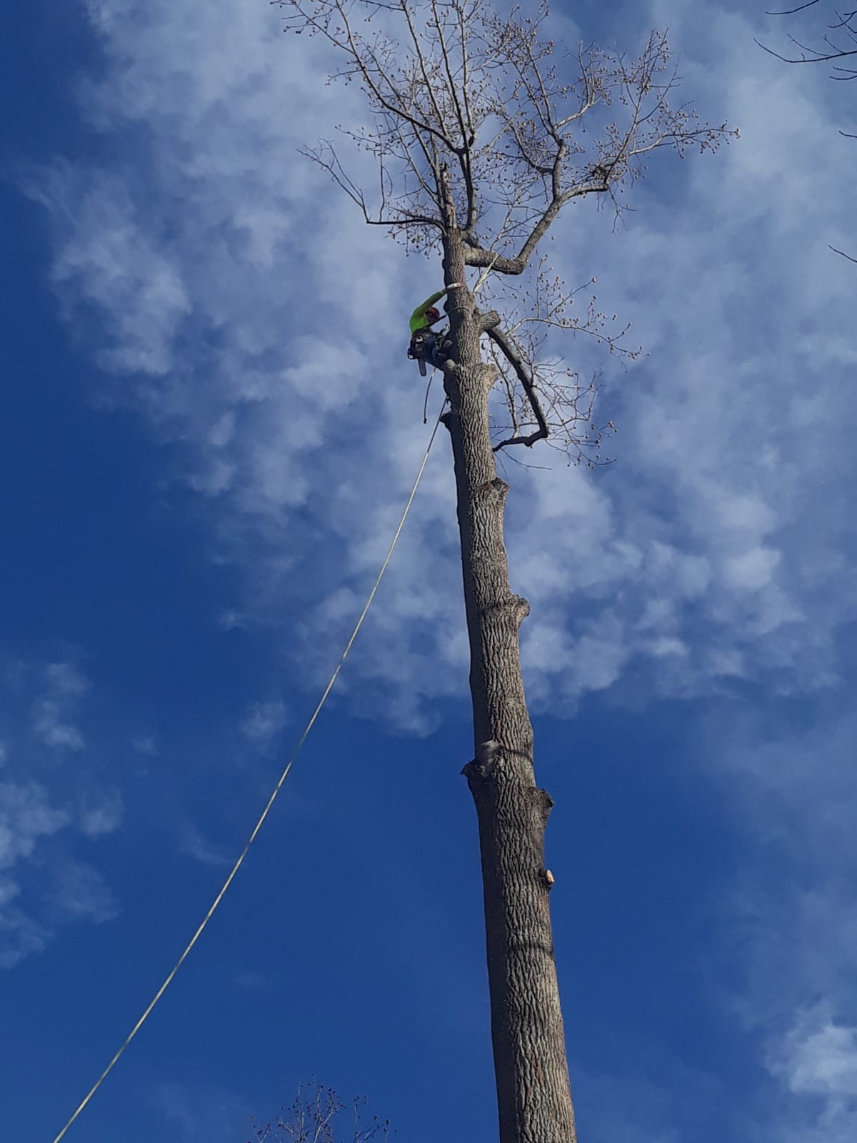 Reliable dead tree removal in Laurel, MD, 20708