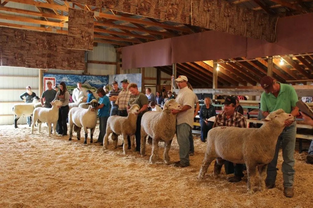 Home Newell Ram Sale