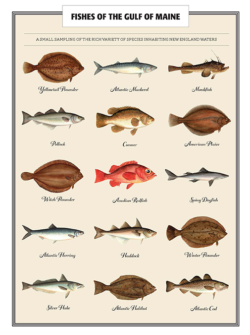 Maine Freshwater Fish Species