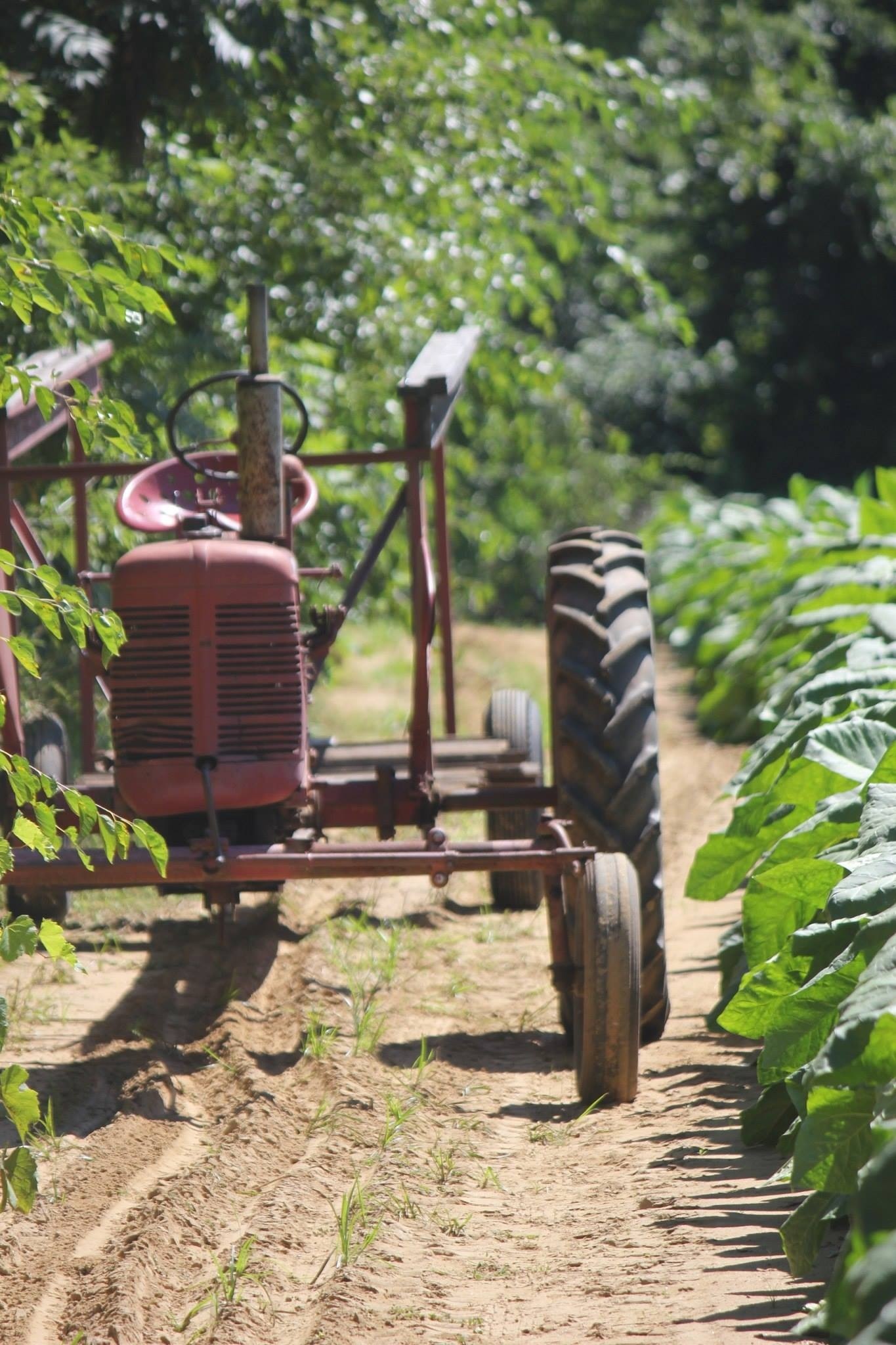 Tractor alongside a tobacco field New England Today