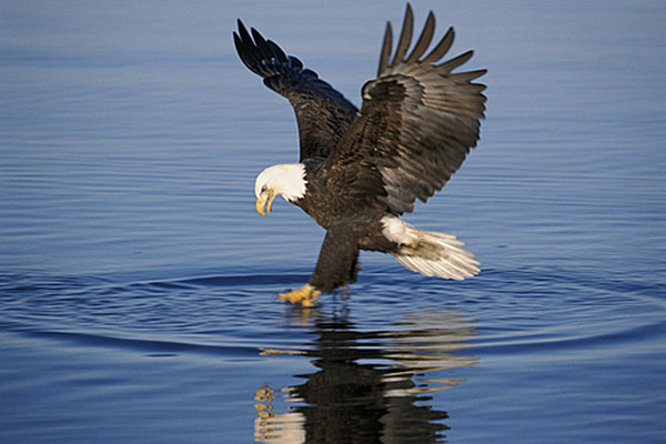 Best Places to See Bald Eagles in New England New England Today