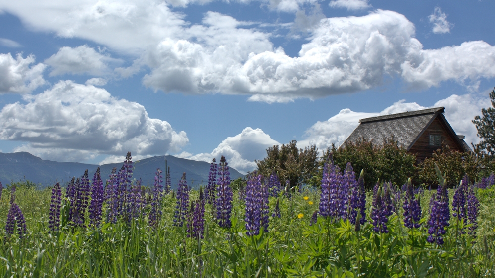 Sugar Hill, New Hampshire: The Granite State's Lupine Capital - New England Today