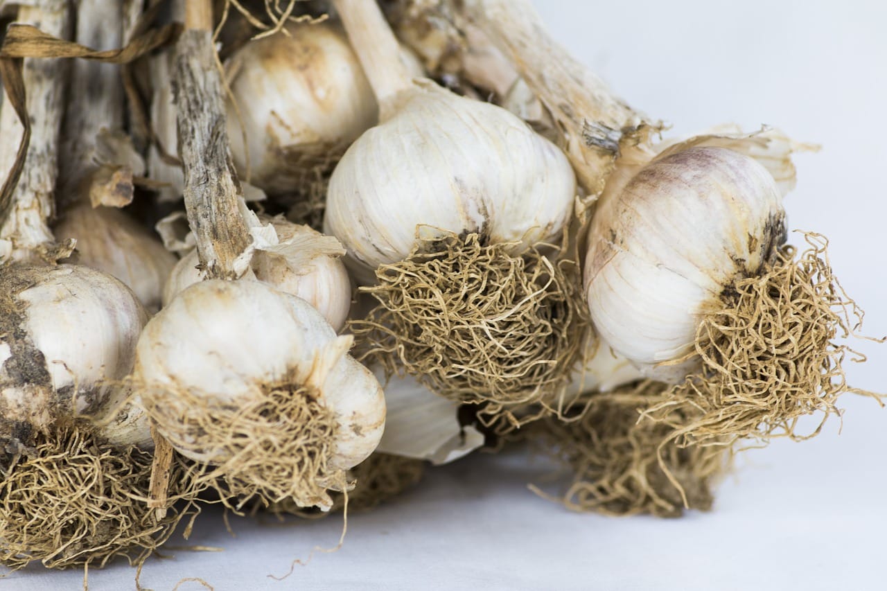 Garlic Growing Tips New England Today
