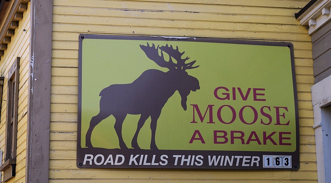 New Hampshire Roadkill Auctions Curious New England History New