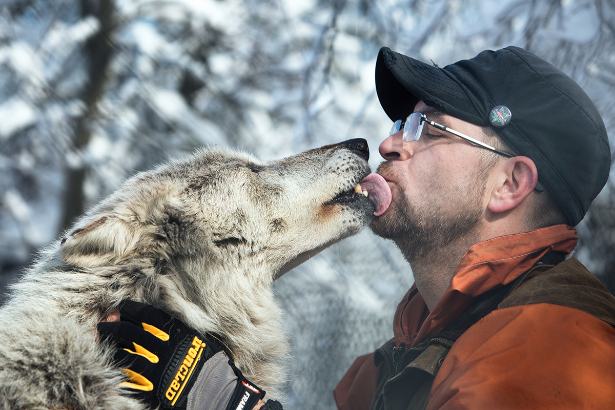 Wolf Hollow Gray Wolf Sanctuary in Ipswich, Massachusetts Photos