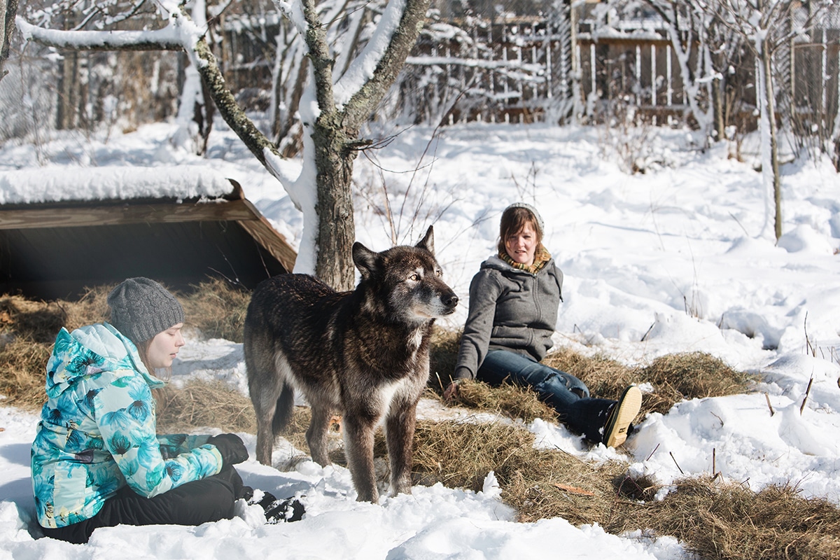 Wolf Hollow Gray Wolf Sanctuary in Ipswich, Massachusetts Photos New England Today
