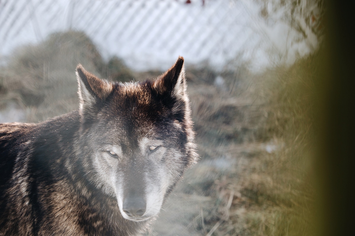 Wolf Hollow Gray Wolf Sanctuary in Ipswich, Massachusetts Photos