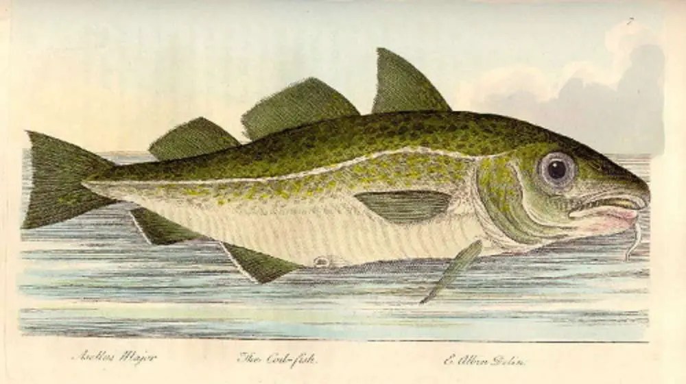 How the Codfish Started the American Revolution New England