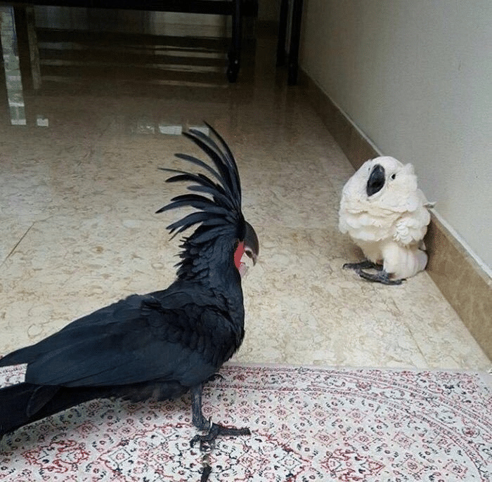 Meme Generator White Bird Scared of Black Bird Newfa Stuff