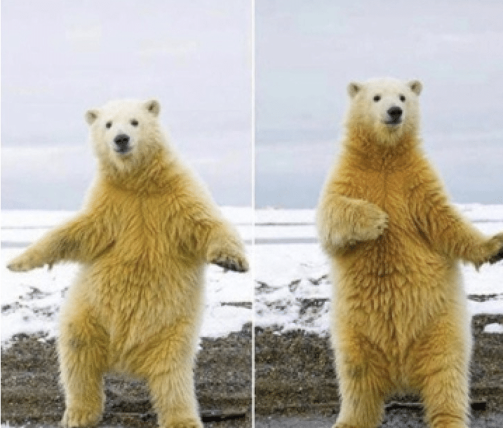 Meme Generator Polar Bear Dancing Newfa Stuff