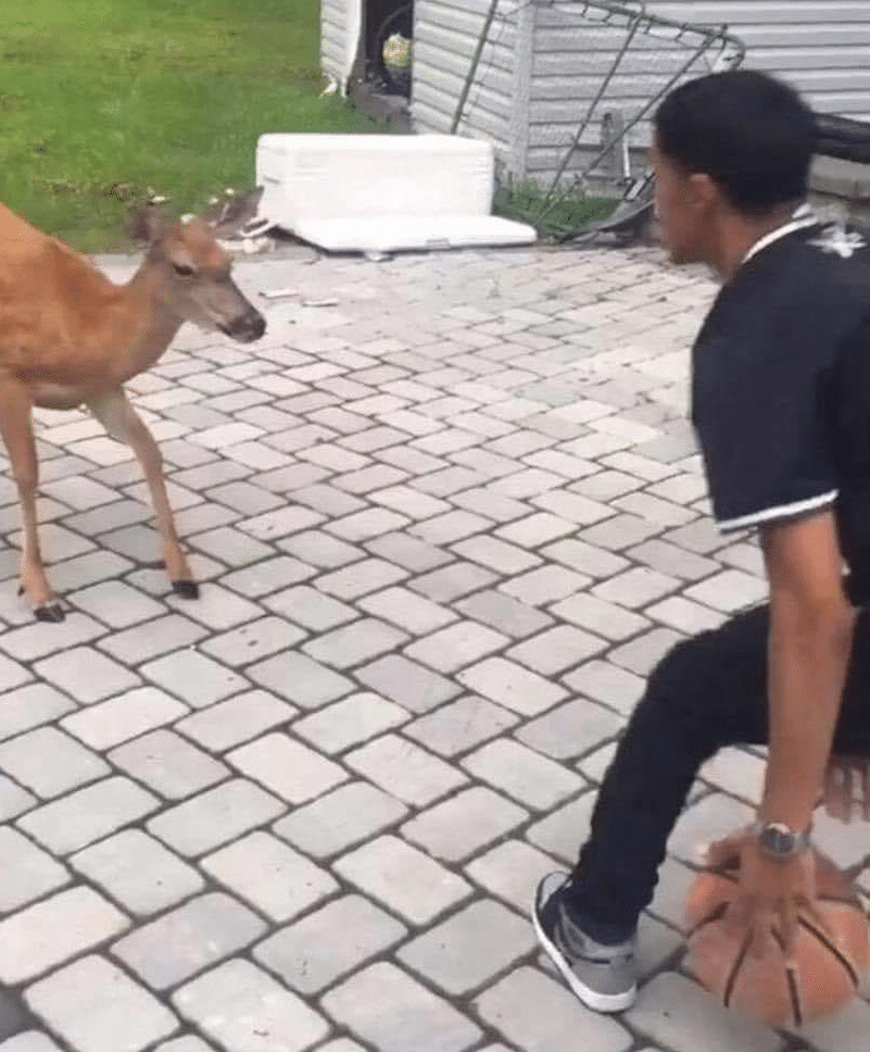 Playing basketball against deer Black Twitter, Vs, Basketball, Sports, Deer, Animal, Fighting