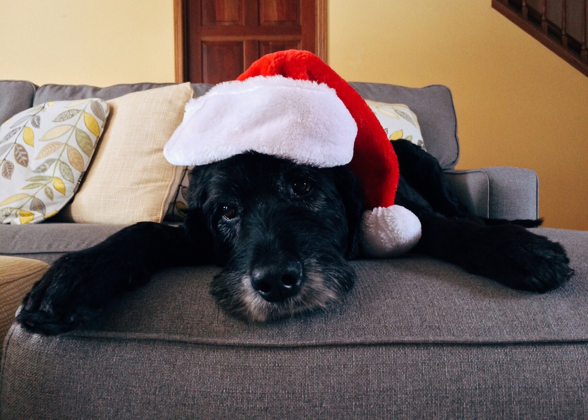 Meme Generator Dog with Santa Hat Newfa Stuff