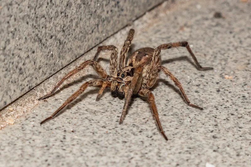 How to Naturally Repel Wolf Spiders with Vinegar