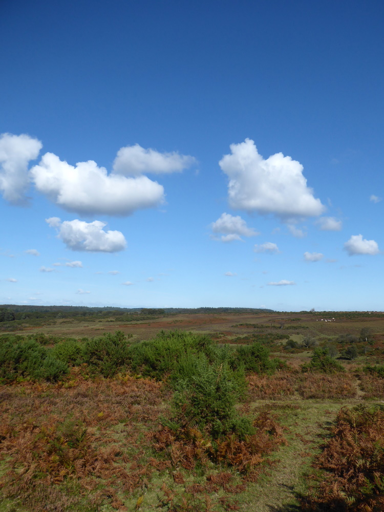 91 Picket Post New Forest Car Park Walks