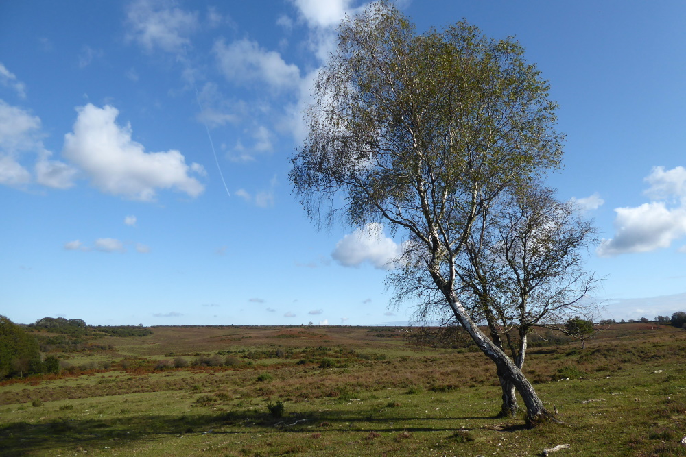 91 Picket Post New Forest Car Park Walks