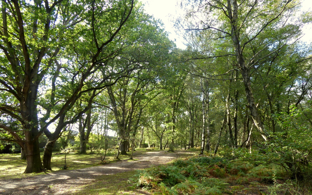 91 Picket Post New Forest Car Park Walks