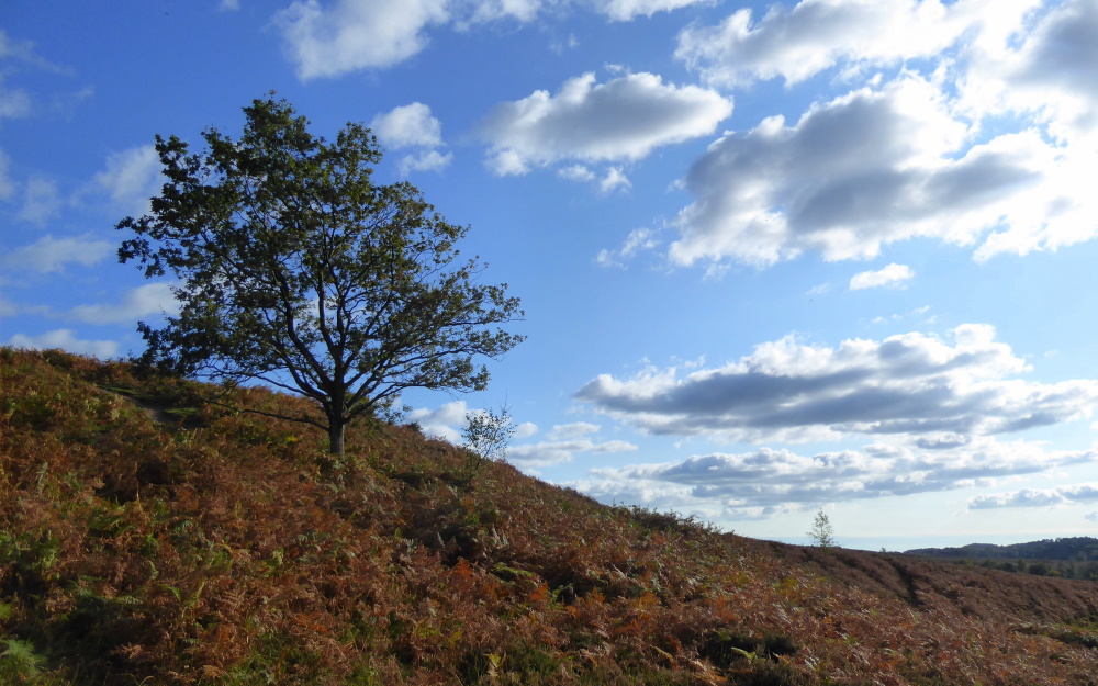 91 Picket Post New Forest Car Park Walks