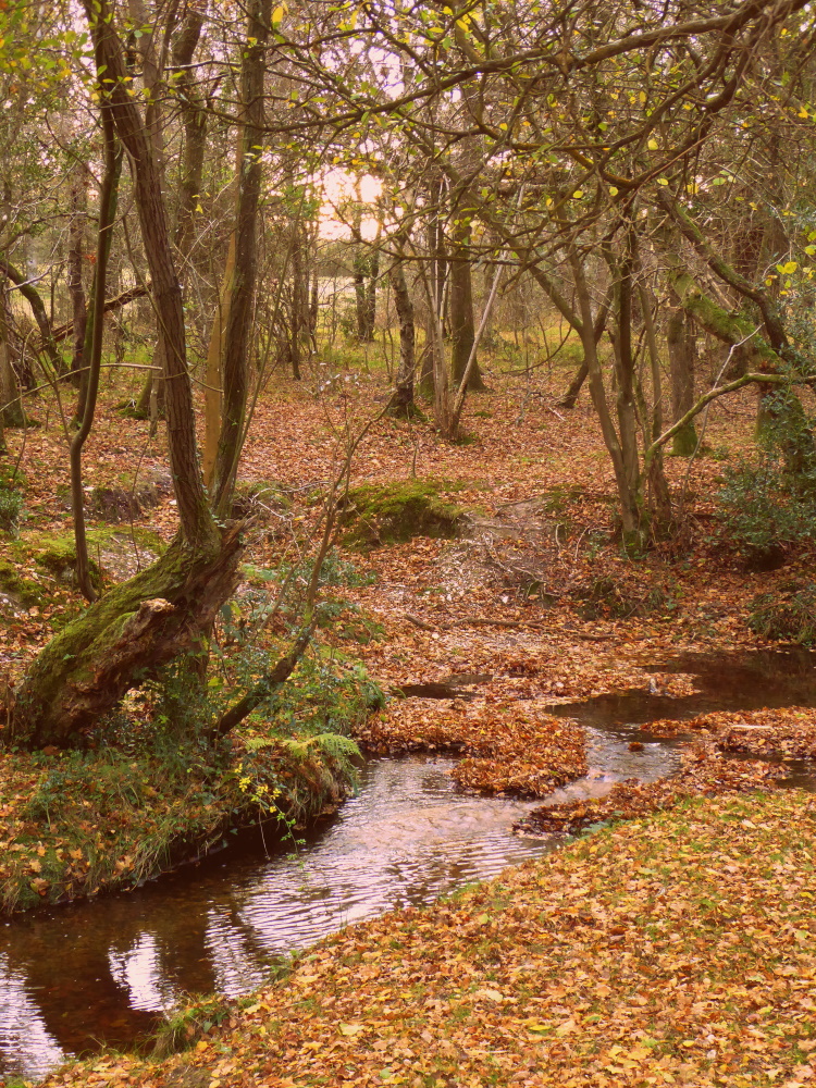 93 Rans Wood New Forest Car Park Walks