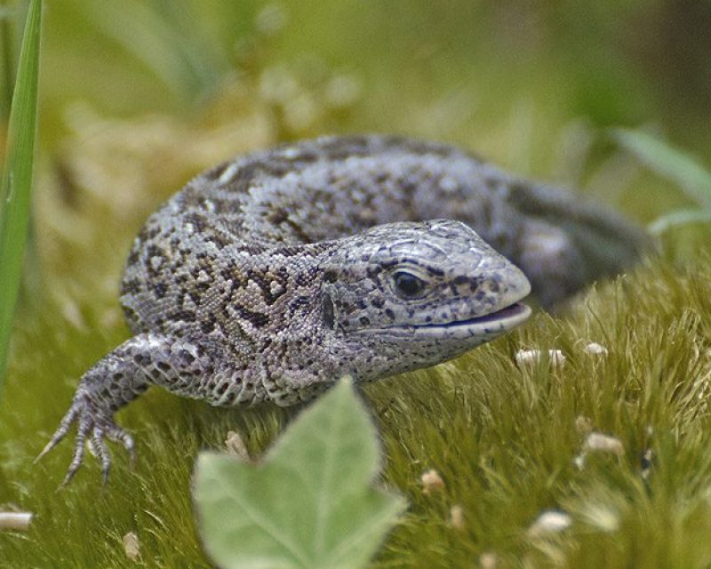 New Forest Reptile Centre Real New Forest Guide