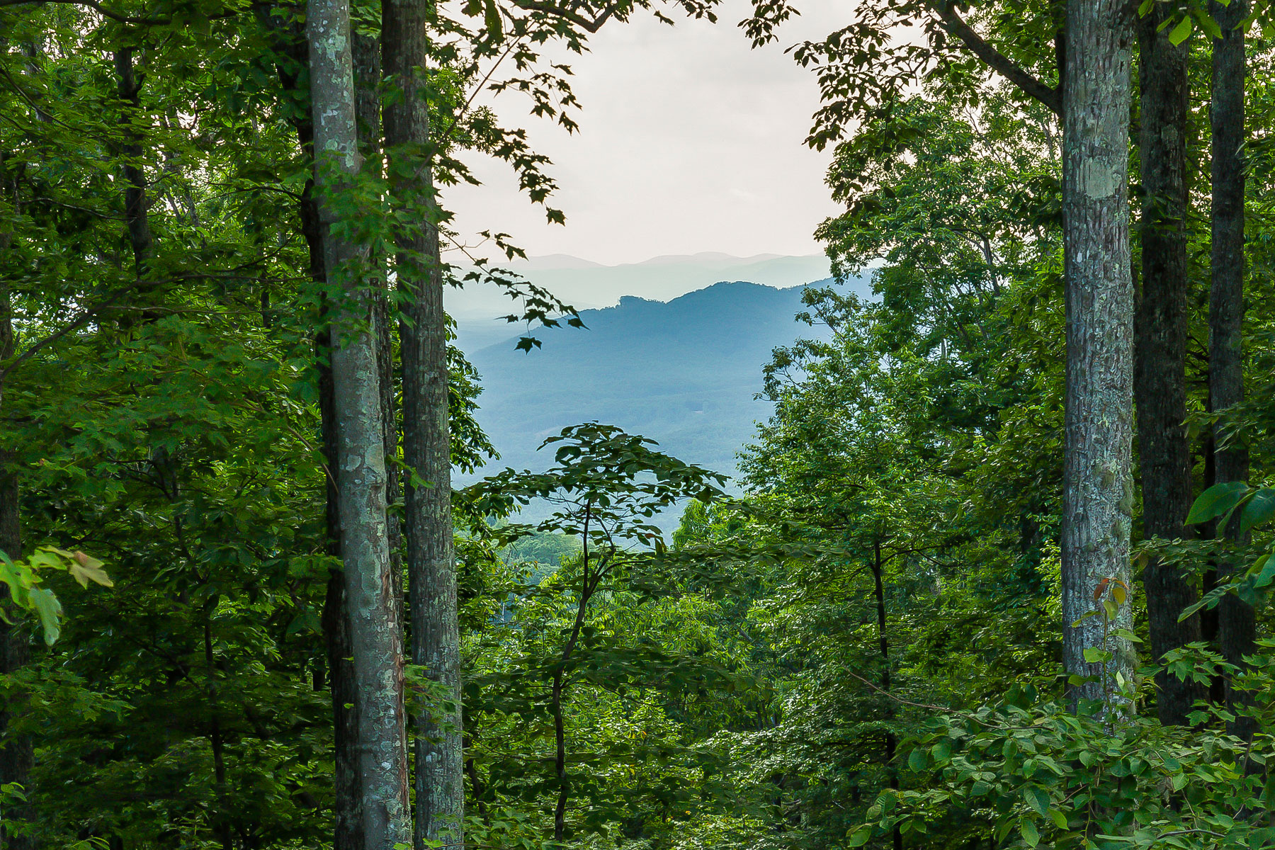 Mountain Lots New forest Mountain