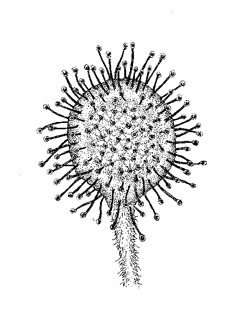 Group 10 Herbaceous angiosperms with superior ovaries, actinomorphic flowers, distinct petals