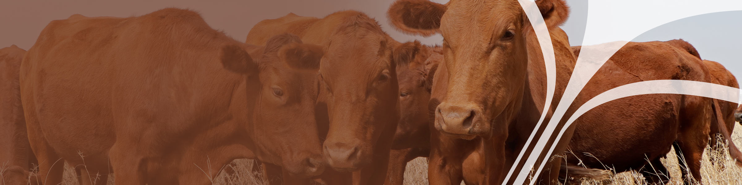 New Generation Supplements Livestock Supplement Solutions Beef Cattle Dairy Cattle Horses